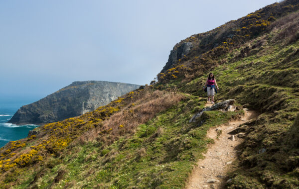 Female hiker walks the South West Coast Path along cliffs and headlands near Tintagel, Cornwall, England, UK