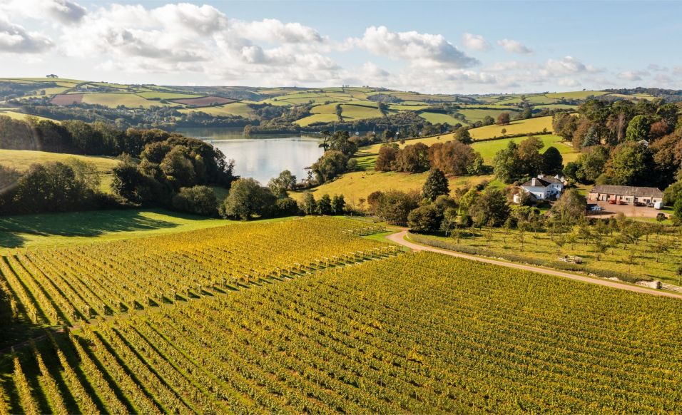 Sandridge Barton - The Home of Sharpham Wine - Vineyard