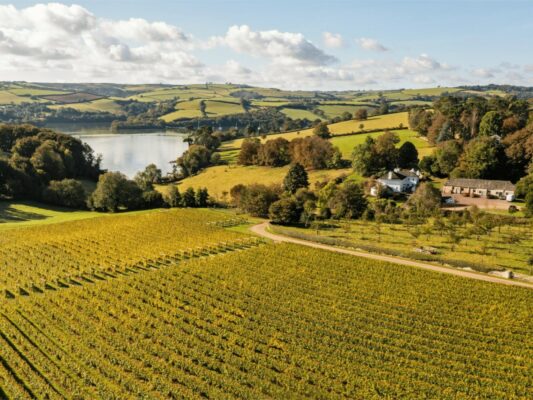Sandridge Barton - The Home of Sharpham Wine - Vineyard