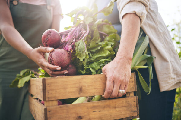 Women, hands and beetroot harvest with help, box and teamwork at agro job, product or food supply chain. People together, farming and organic crops for sustainability, check and eco friendly garden