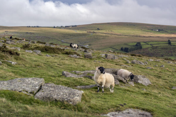 Black face sheep on Dartmoor