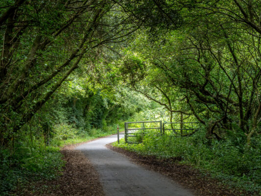 UK country lane in August. Tarka Trail, Devon.