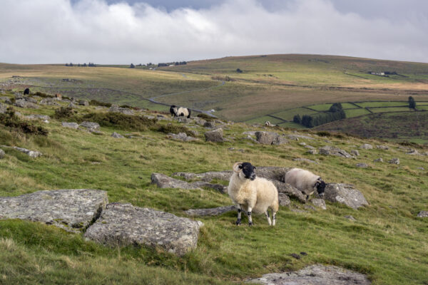 Black face sheep on Dartmoor